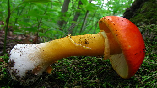 Amanita flavoconia